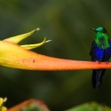 Colibri (2)